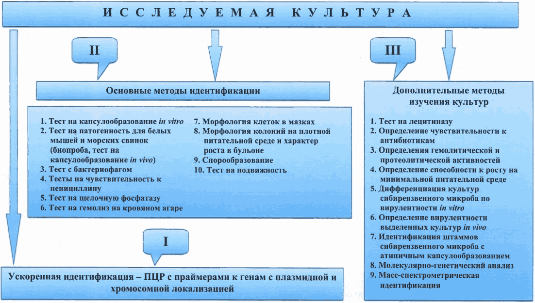 Экстренная профилактика сибирской язвы