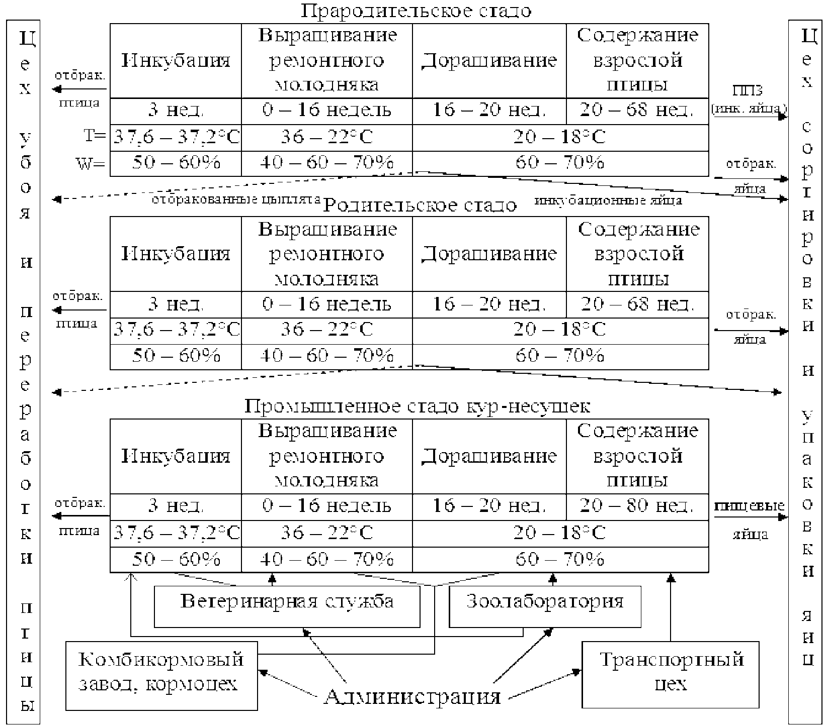 2.1.1 Технология промышленного производства куриных яиц
