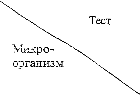 2.3. Дифференциация родов и видов