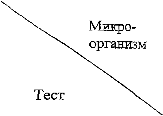 2.3. Дифференциация родов и видов
