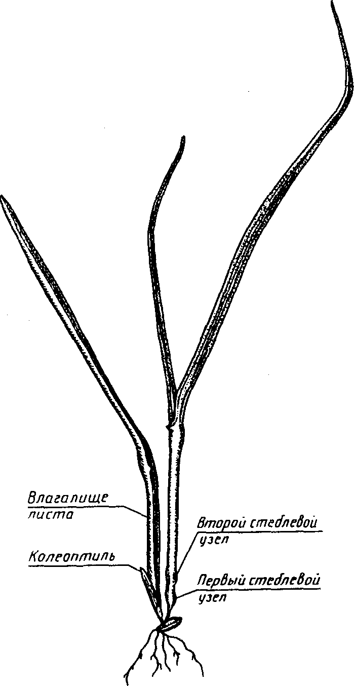 рис. 3